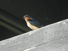 Hirundo rustica