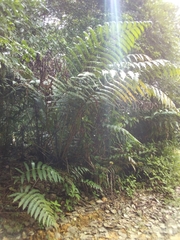 Cyathea horrida