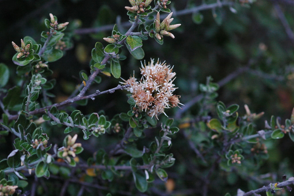 Nahuatlea obtusata