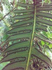 Cyathea horrida