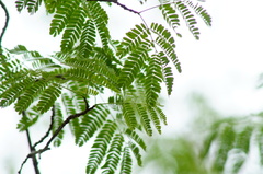 Chloroleucon mangense