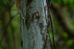 Chloroleucon mangense