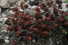 Sedum stahlii