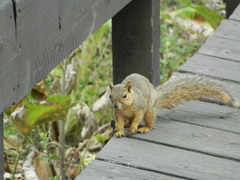 Sciurus niger