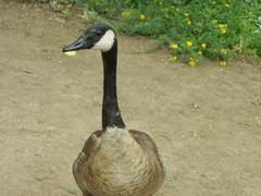 Branta canadensis