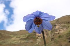 Meconopsis simplicifolia