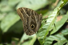Caligo illioneus