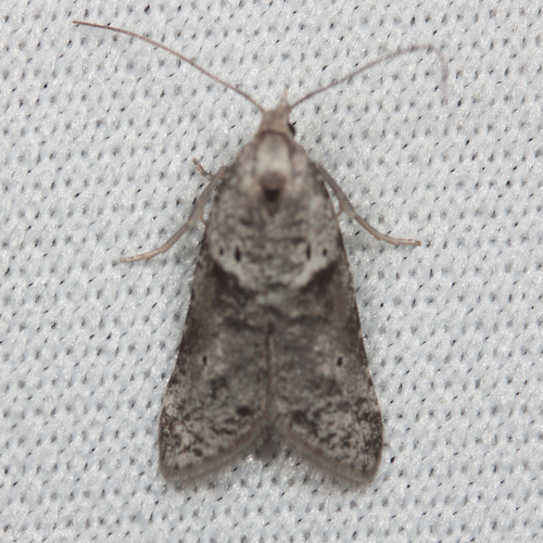 Lotisma trigonana photo 4