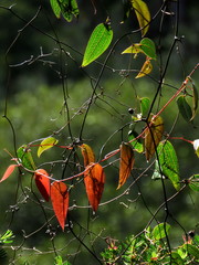 Smilax glyciphylla