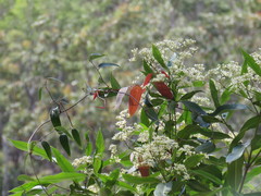 Smilax glyciphylla