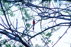 Granatellus venustus