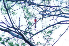 Granatellus venustus