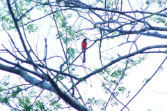 Granatellus venustus