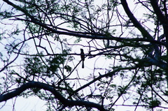 Granatellus venustus