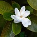 Gardenias - Photo (c) Albert Kang, some rights reserved (CC BY-NC), uploaded by Albert Kang