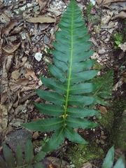 Cyathea horrida