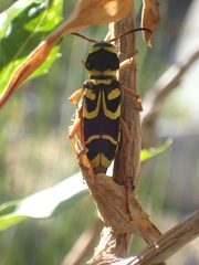 Xylotrechus insignis