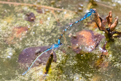 Enallagma praevarum
