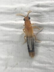 Distremocephalus texanus