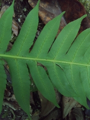 Cyathea horrida