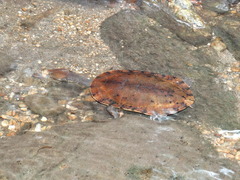 Hydromedusa maximiliani