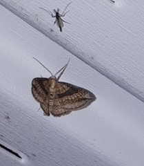 Orthonama evansi