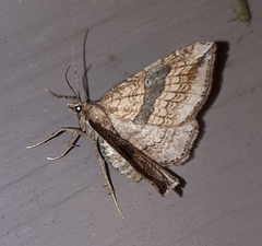 Orthonama evansi