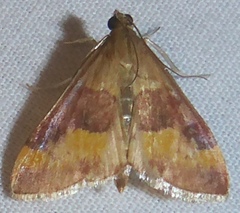 Pyrausta flavofascialis