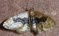Idaea gemmata