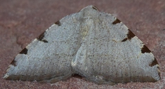 Macaria coortaria