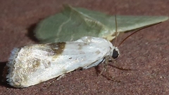 Ponometia virginalis