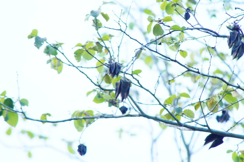 Luehea candida - Leaves