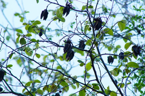 Luehea candida - Whole tree