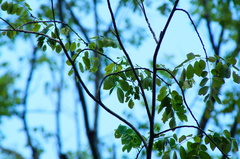Pterocarpus acapulcensis