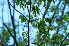 Pterocarpus acapulcensis