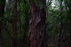 Pterocarpus acapulcensis