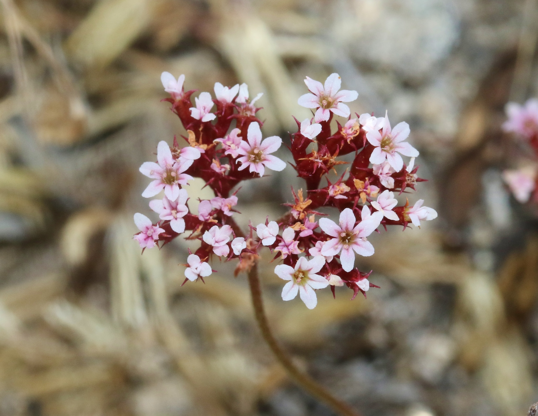 Chorizanthe wheeleri