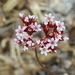 Wheeler's Spineflower - Photo (c) James Bailey, some rights reserved (CC BY-NC), uploaded by James Bailey