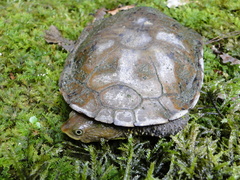 Hydromedusa maximiliani