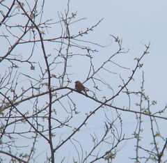Emberiza cioides