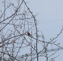 Emberiza cioides