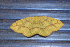 Periclina syctaria