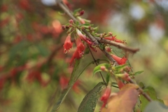 Woodfordia fruticosa