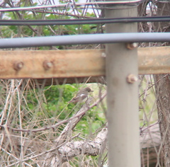 Ficedula zanthopygia