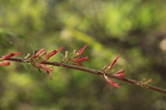 Woodfordia fruticosa