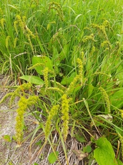 Carex leiorhyncha