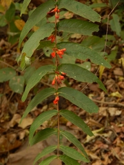 Woodfordia fruticosa
