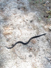 Vipera nikolskii