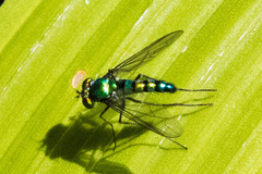 Condylostylus longicornis