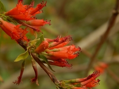 Woodfordia fruticosa